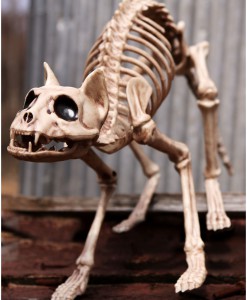 Skeleton Cat