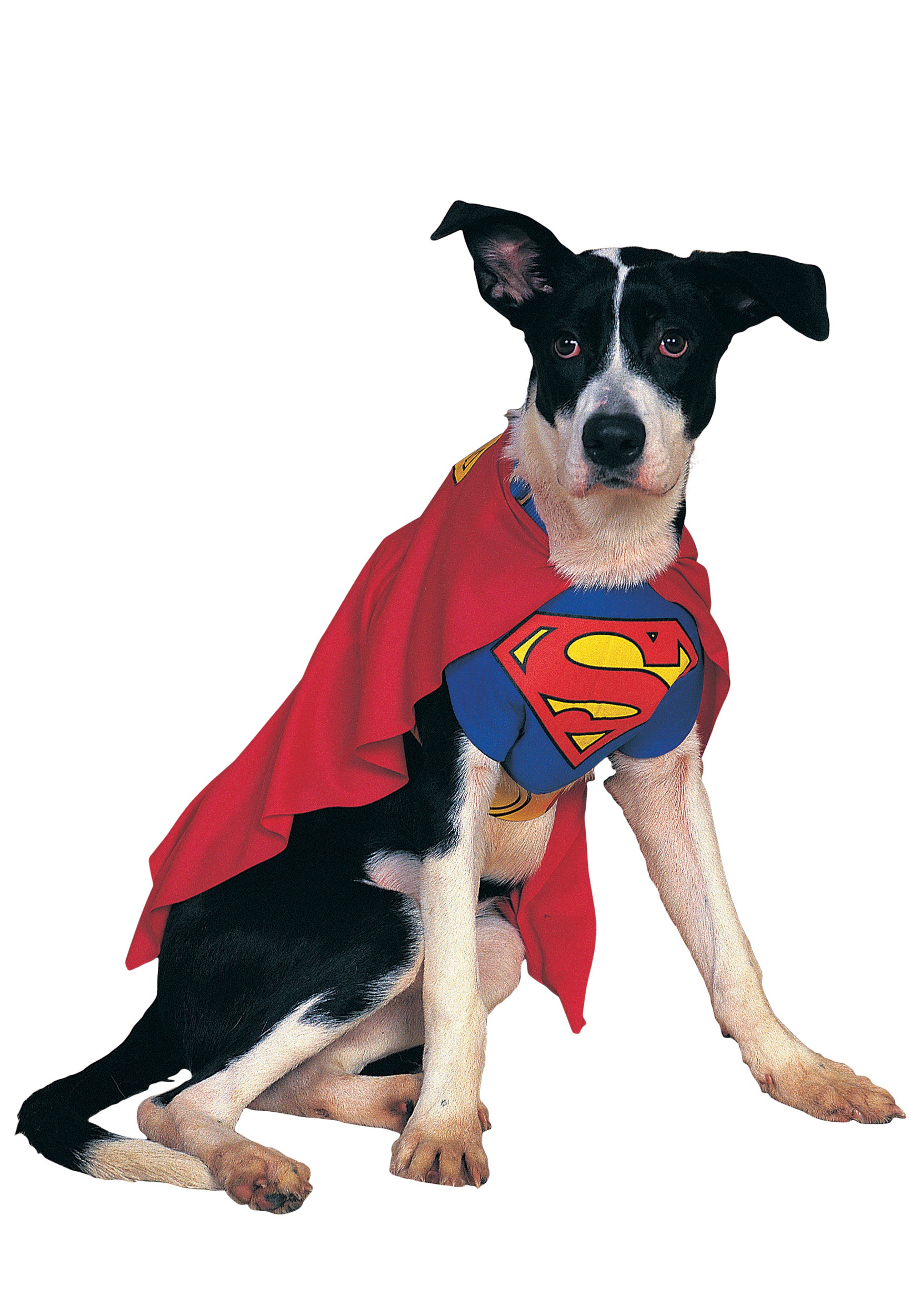 Superman Dog Costume - Halloween Costume Ideas 2019