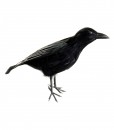 15 Inch Crow Prop