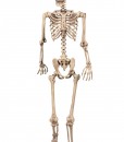 Lifesize Poseable Skeleton
