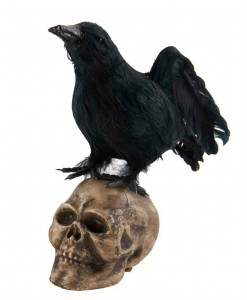 6 Crow Looking Up on Skull