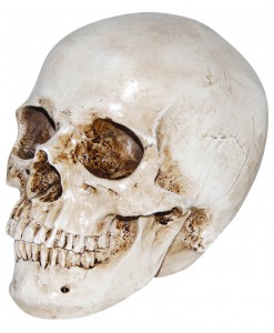 Deluxe Realistic Skull