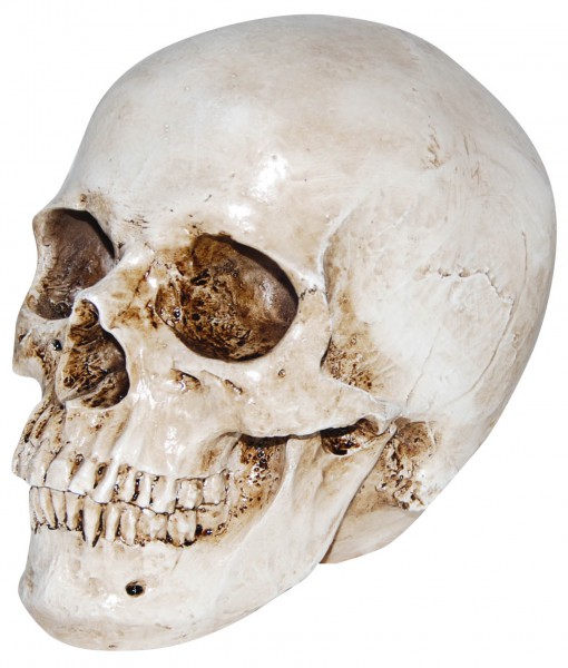 Deluxe Realistic Skull