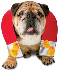 Chick Magnet Pet Costume