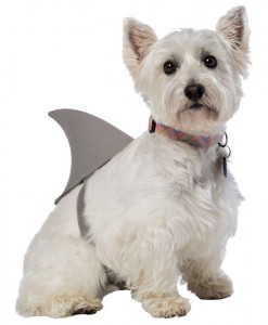 Shark Fin Pet Costume