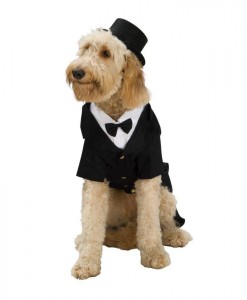 Dapper Dog Costume