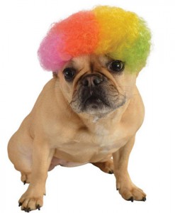 Rainbow Afro Pet Wig