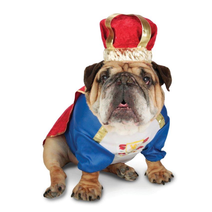 King pets. Собака в костюме короля. Собака царь. Пёс Король. Английская Королевская собака.